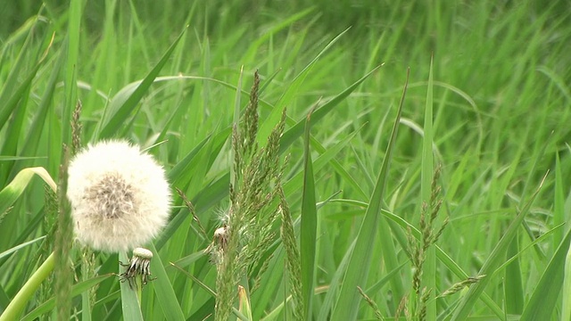 蒲公英的草地视频素材