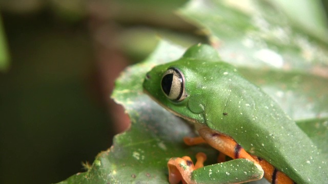 条纹猴蛙(Phyllomedusa tomopterna)视频素材