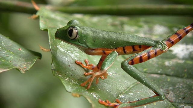 条纹猴蛙(Phyllomedusa tomopterna)视频素材