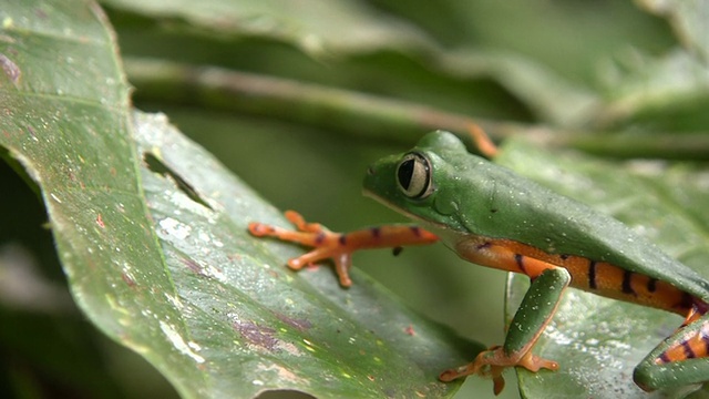 条纹猴蛙(Phyllomedusa tomopterna)视频素材