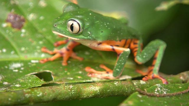 条纹猴蛙(Phyllomedusa tomopterna)视频素材