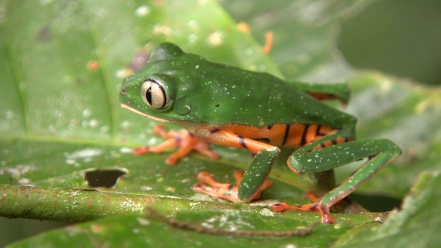 条纹猴蛙(Phyllomedusa tomopterna)视频素材