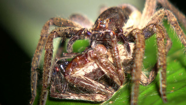 流浪蜘蛛(Ctenidae)吃另一个同类的个体视频素材