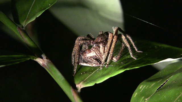 流浪蜘蛛(Ctenidae)吃另一个同类的个体视频素材