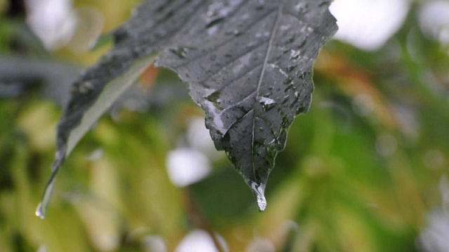 雨滴落在树叶上视频素材