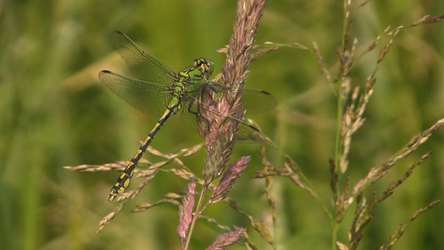 绿棒尾蜻蜓(Ophiogomphus cecilia) (HD 1080i)视频下载