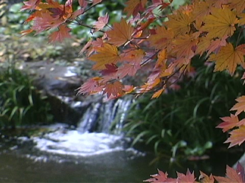 Kouyou 紅葉视频下载