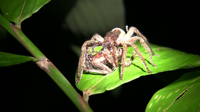 厄瓜多尔亚马逊地区的流浪蜘蛛(Ctenidae)视频素材