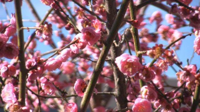 盛开的樱花和蜜蜂视频下载