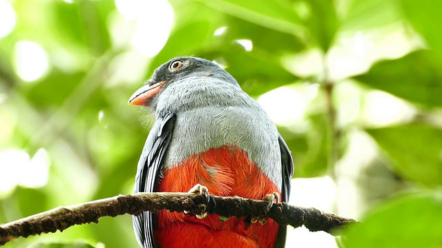 石板尾巴的Trogon (Trogon Massena)胸部和头部的特写移动缓慢视频素材