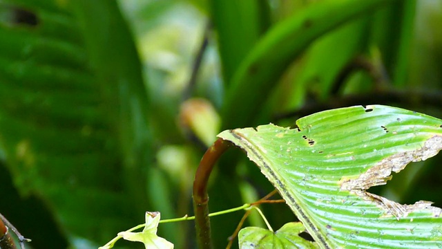 雌性金领侏儒鸟(Manacus Vitellinus)正在展示并四处张望视频素材