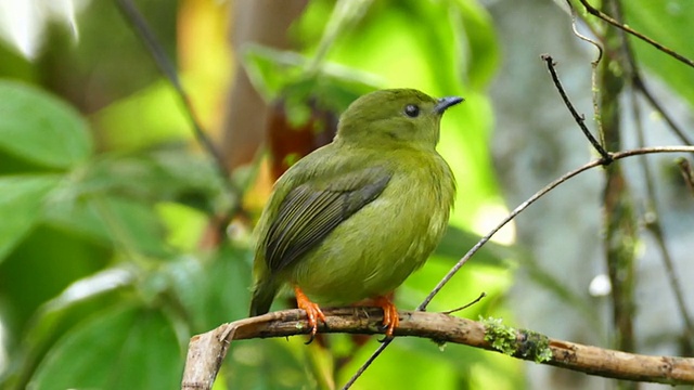 雌性金领侏儒鸟(Manacus Vitellinus)好奇地看着相机视频素材