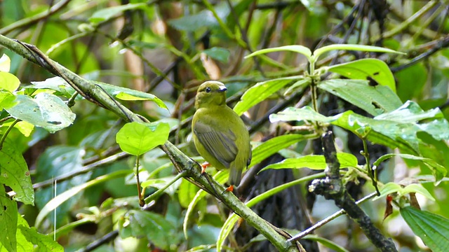 雌性金领侏儒鸟(Manacus Vitellinus)栖息并展开翅膀视频素材