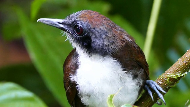 白颊蚁鸟(Gymnopithys Leucaspis)与蚂蚁一起从树枝上起飞视频素材