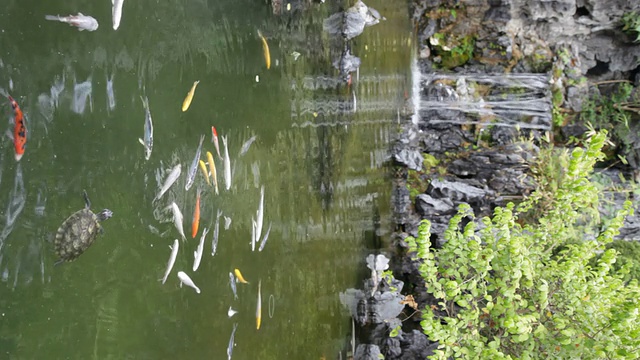 锦鲤池视频素材