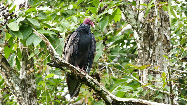 土耳其秃鹫(Cathartes Aura)梳理而站在树枝上视频素材