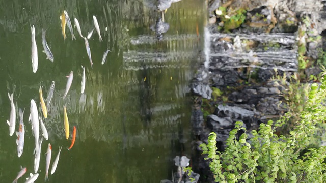 锦鲤池视频素材