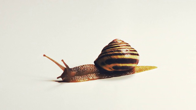 蜗牛缓慢地滑过白色的背景视频下载
