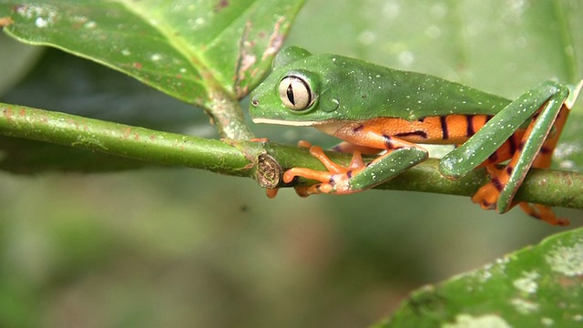 条纹猴蛙(Phyllomedusa tomopterna)视频素材