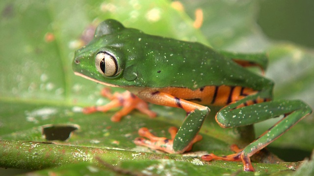 条纹猴蛙(Phyllomedusa tomopterna)视频素材