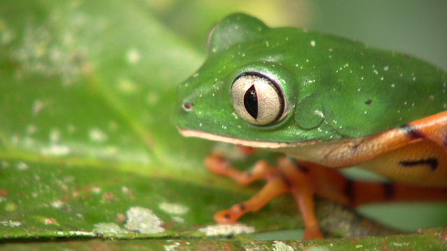 条纹猴蛙(Phyllomedusa tomopterna)视频素材