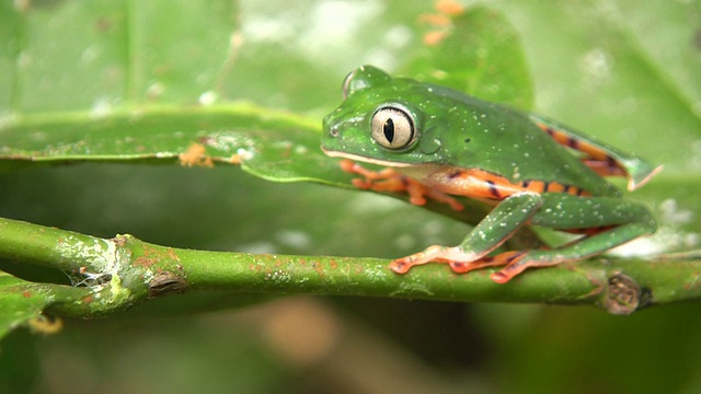 条纹猴蛙(Phyllomedusa tomopterna)视频素材