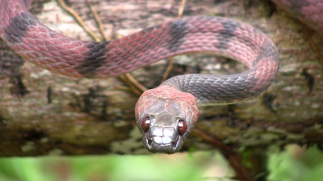 红藤蛇(Siphlophis compressus)视频素材