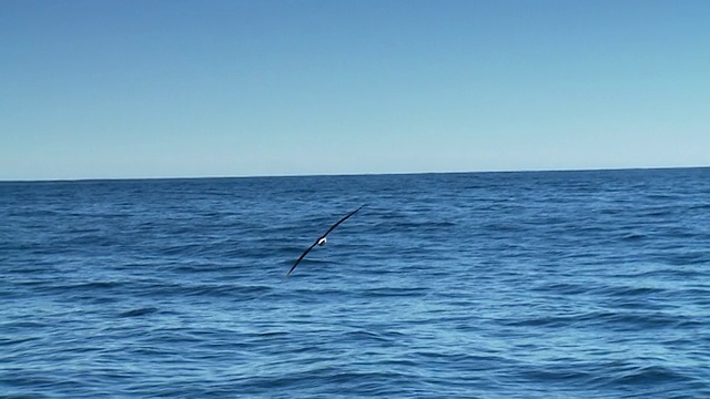 飞行中的海鸟、海鸥、信天翁视频素材