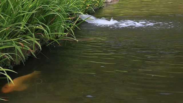 锦鲤视频素材