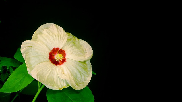 芙蓉花时间流逝在黑色视频素材