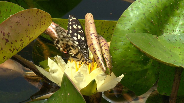 蝴蝶以花蜜为食视频素材