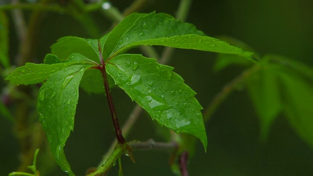 HD绿叶下的雨视频素材