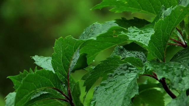 HD绿叶下的雨视频素材