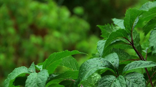 HD绿叶下的雨视频素材