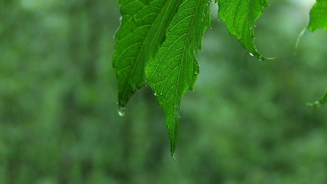 HD绿叶下的雨视频素材