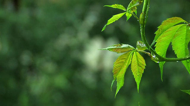 HD绿叶下的雨视频素材