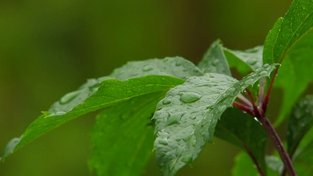 HD绿叶下的雨视频素材