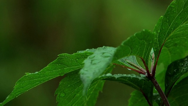 HD绿叶下的雨视频素材