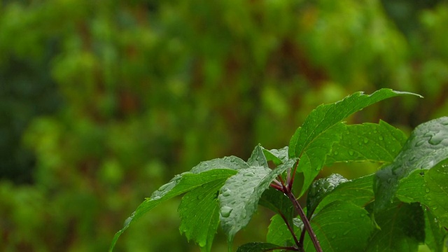 HD绿叶下的雨视频素材