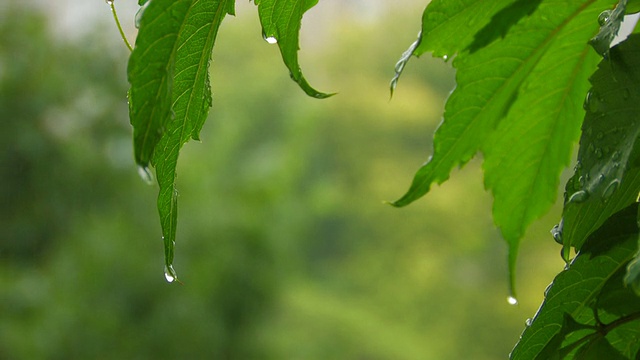 HD绿叶下的雨视频素材