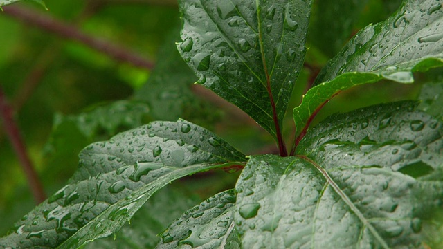 HD绿叶下的雨视频素材