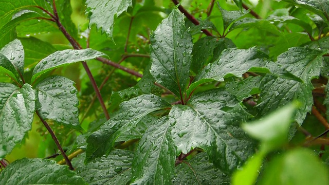 HD绿叶下的雨视频素材