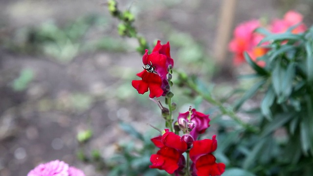 蜜蜂走出一朵红花视频素材