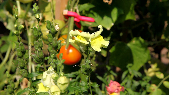 蜜蜂从黄花中爬出来视频下载