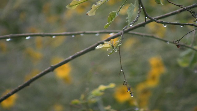 雨的季节视频素材