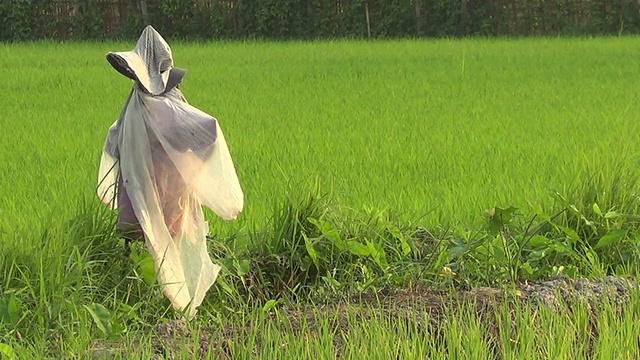 稻田里的稻草人视频素材