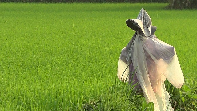 稻田里的稻草人视频素材