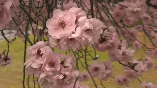 近距离的野生梅花视频素材