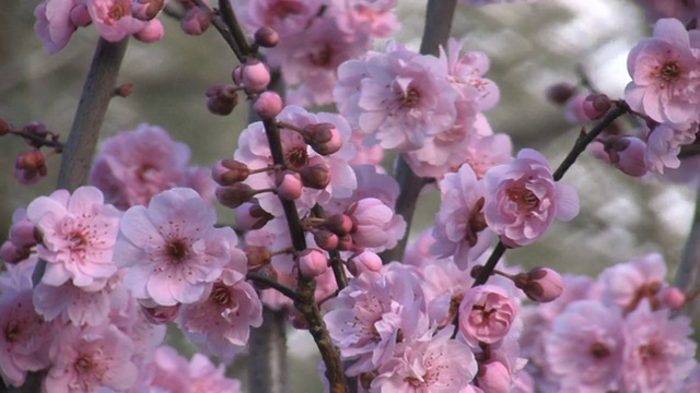 野梅花在风中摇曳视频下载