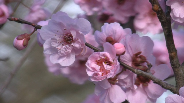 近距离的粉红色的花视频素材